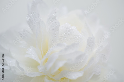 芍薬