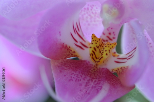 Close up of pink orchid