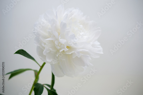 芍薬
