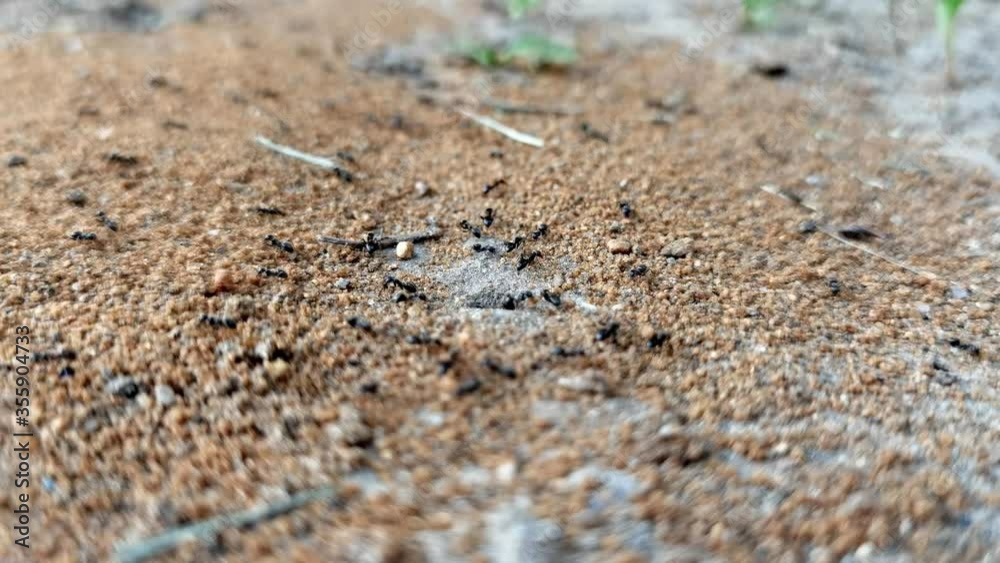 Moving colony ants close-up in desert. Big ant drags a big green leaf home. Big and small ants work in the desert Moving colony ants close-up in desert. Big ant drags a big green leaf home. Big and small ants work in the desert