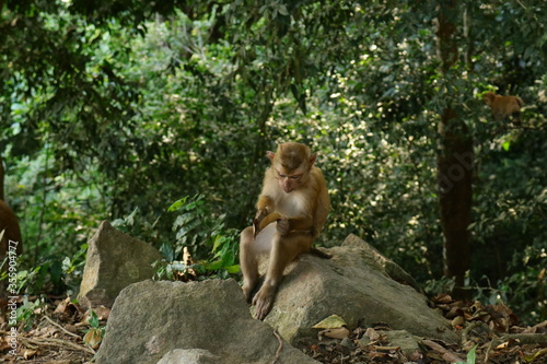 young monkey in the wild.