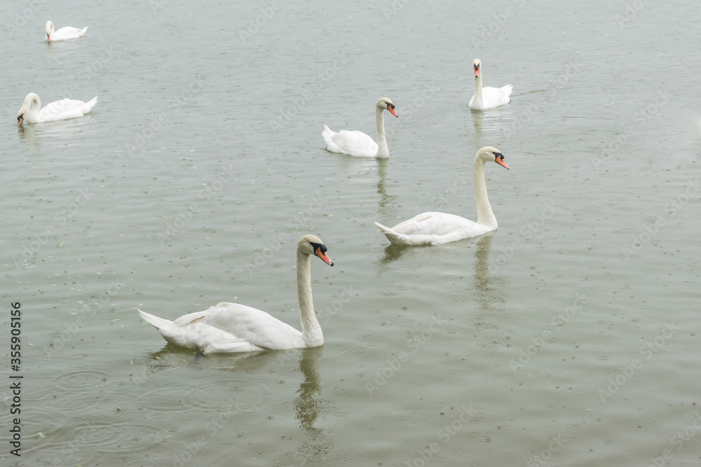 White swans on the lake at Singha park, Chiang Rai, Thailand.