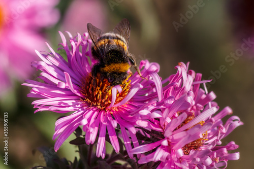 A bumblebee collects pollen on a blossoming pink flower with small petals. © Вадим Шерезданов
