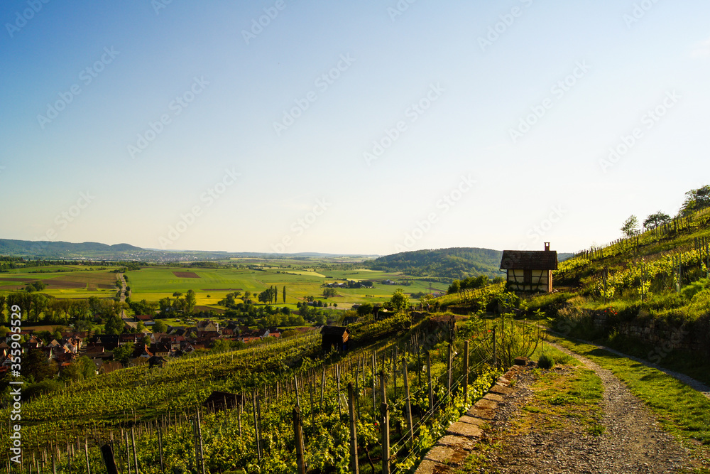 Panoramic view of the small German village Unterjesingen (near Tuebingen, Germany) from a vineyard path in golden sunlight.