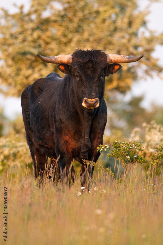 Heck cattle (Bos primigenius f. taurus), bull in a pasture in the early morning with beautiful green coloured background. Attempt to breed back the extinct aurochs (Bos primigenius), Czech Republic Heck cattle (Bos primigenius f. taurus), bull in a pasture in the early morning with beautiful green coloured background. Attempt to breed back the extinct aurochs (Bos primigenius), Czech Republic