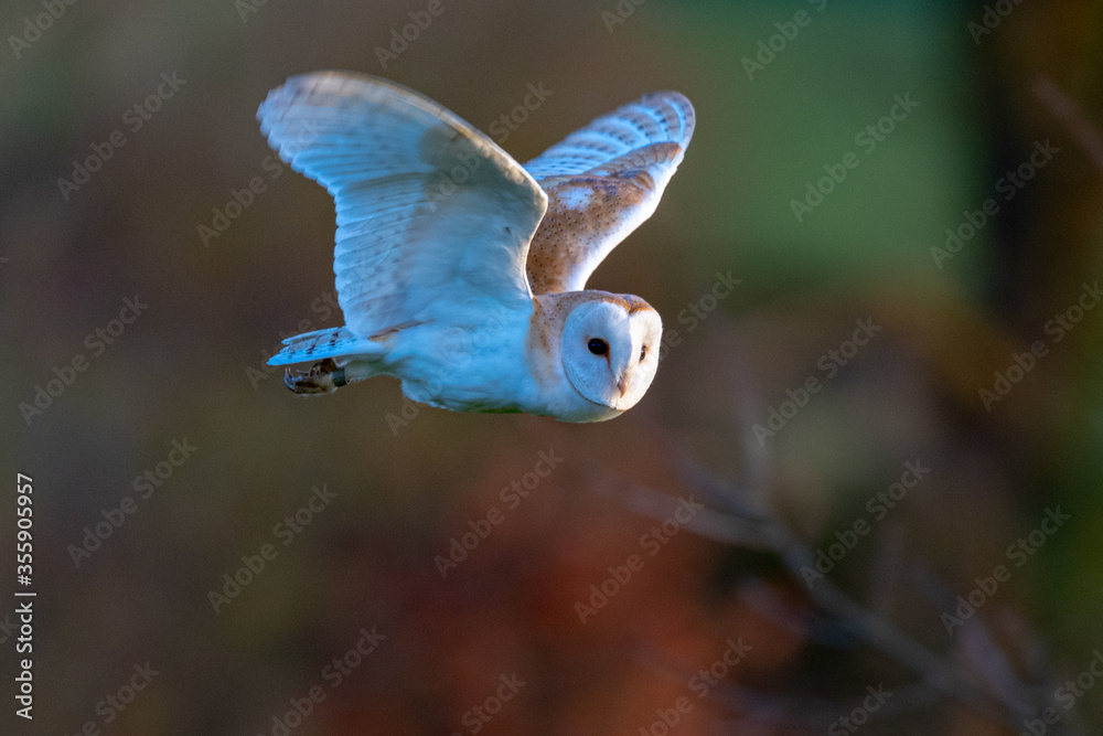 Barn owl (Tyto alba) hunting at sunset in England Barn owl (Tyto alba) hunting at sunset in England