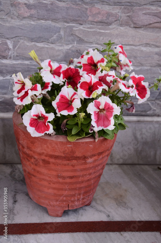 Flowering Plants Growing in pots in Home