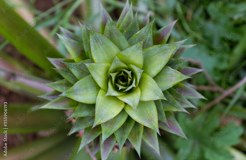 Fototapeta premium Top View of Pineapple Fruit with Selective Focus in Horizontal Orientation, Perfect for Wallpaper and Background
