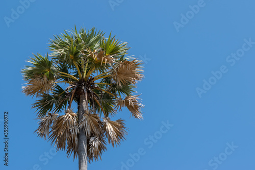 Palmyra Palm (Sugar Palm) against blue sky background,copy space