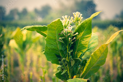 Flowers and tobacco are blooming on the green tobacco trees on the tobacco plantation in the late afternoon
