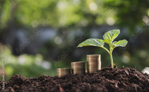 Three piles of coins placed on the ground and plant growing beside in nature.