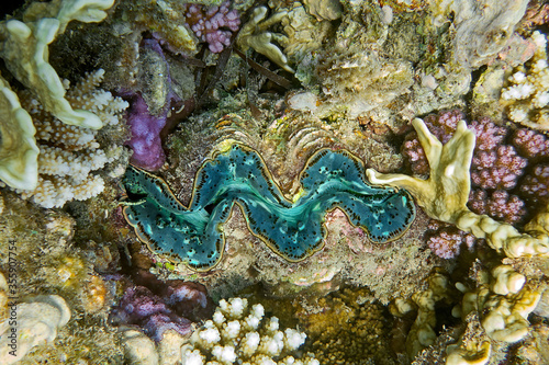 Detail of the mantle of a giant clam  Tridacna  growing on a coral reef 