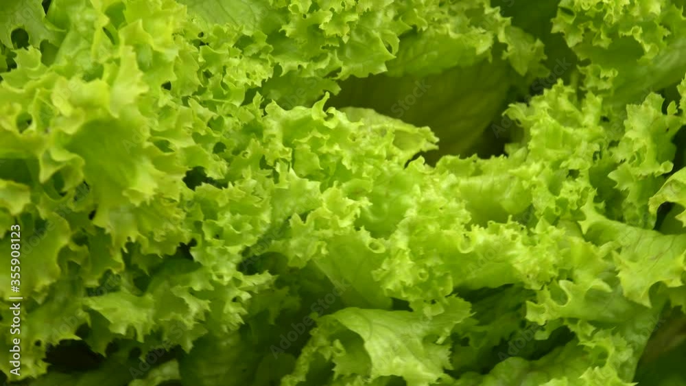 Large bunch of fresh green lettuce, background Large bunch of fresh green lettuce, background