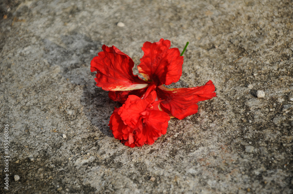 Hibiscus rosa-sinensis is a genus of flowering plants in the mallow family, Malvaceae. It was a Malaysian national flower. Hibiscus rosa-sinensis is a genus of flowering plants in the mallow family, Malvaceae. It was a Malaysian national flower.