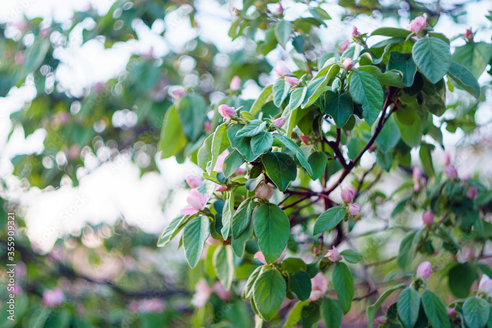 fruit tree of the quince blossoms on a natural background blur