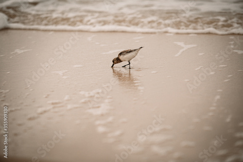 Sandpiper on the seashore