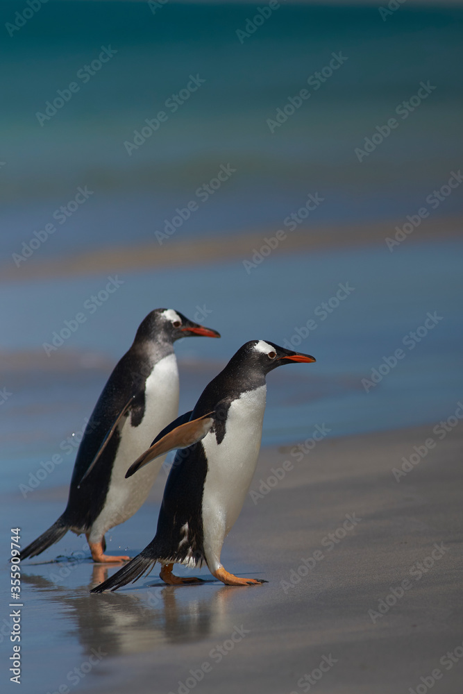 Naklejka premium Gentoo Penguins (Pygoscelis papua) coming ashore after a day spent feeding at sea. Bleaker Island in the Falkland Islands.