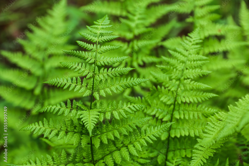 background of green fern in the forest close up with soft focus background of green fern in the forest close up with soft focus