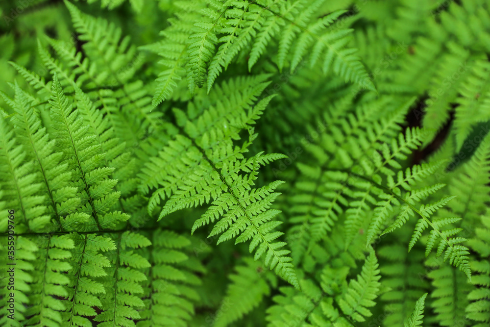 background of green fern in the forest close up with soft focus 