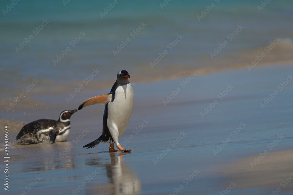 Naklejka premium Gentoo Penguins (Pygoscelis papua) coming ashore after a day spent feeding at sea. Bleaker Island in the Falkland Islands.