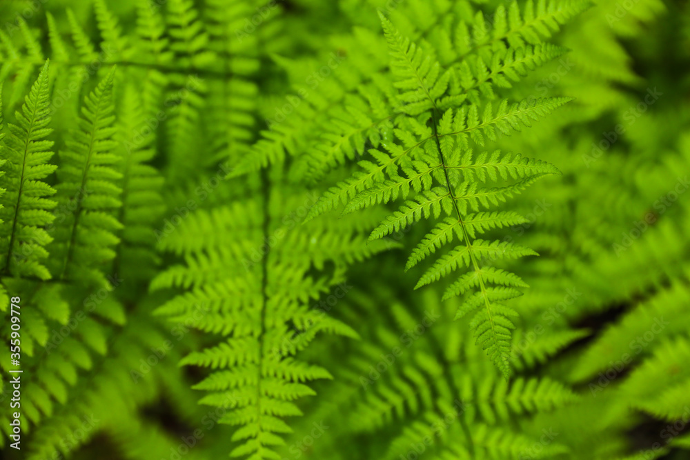 background of green fern in the forest close up with soft focus 