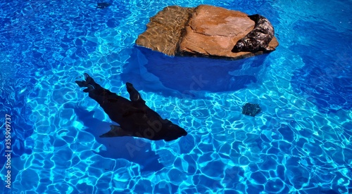 Fur seal diving and sunbathing on the stone photo