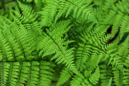 background of green fern in the forest close up with soft focus 