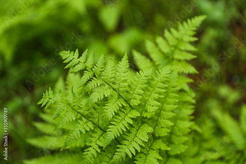 background of green fern in the forest close up with soft focus 