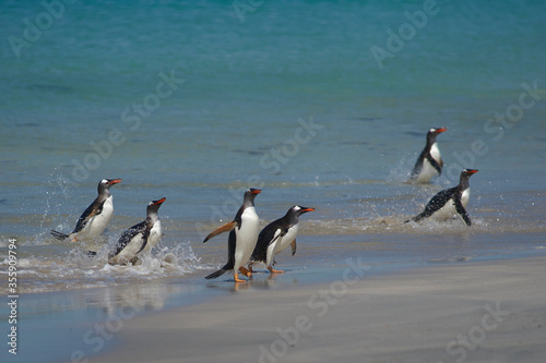 Gentoo Penguins  Pygoscelis papua  coming ashore after a day spent feeding at sea. Bleaker Island in the Falkland Islands.