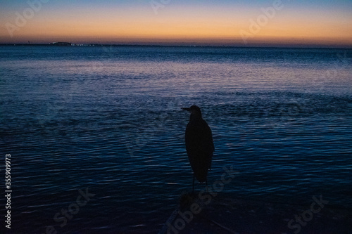 A bird basks at blue hour on South Padre Island