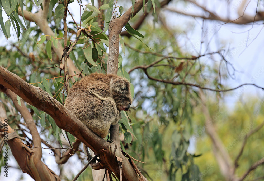 Wild Koala - Kenneth River, Victoria, Australia Wild Koala - Kenneth River, Victoria, Australia