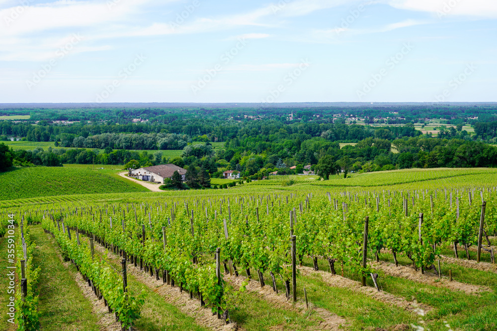 Vineyards of Saint Emilion in summer french vinery