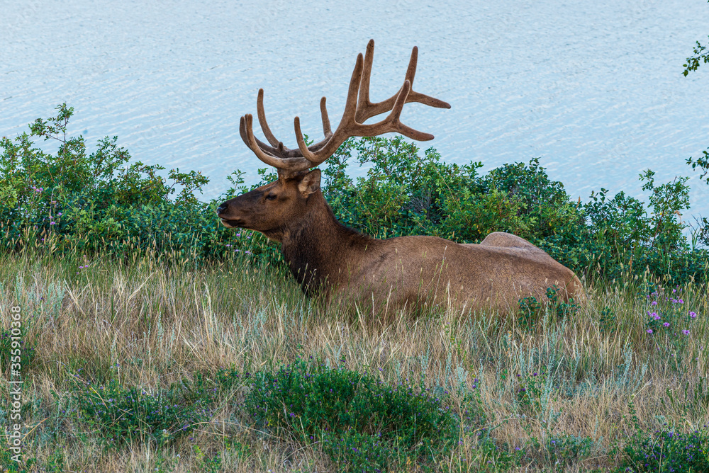wild animals inside Jasper National Park, Alberta, Canada wild animals inside Jasper National Park, Alberta, Canada