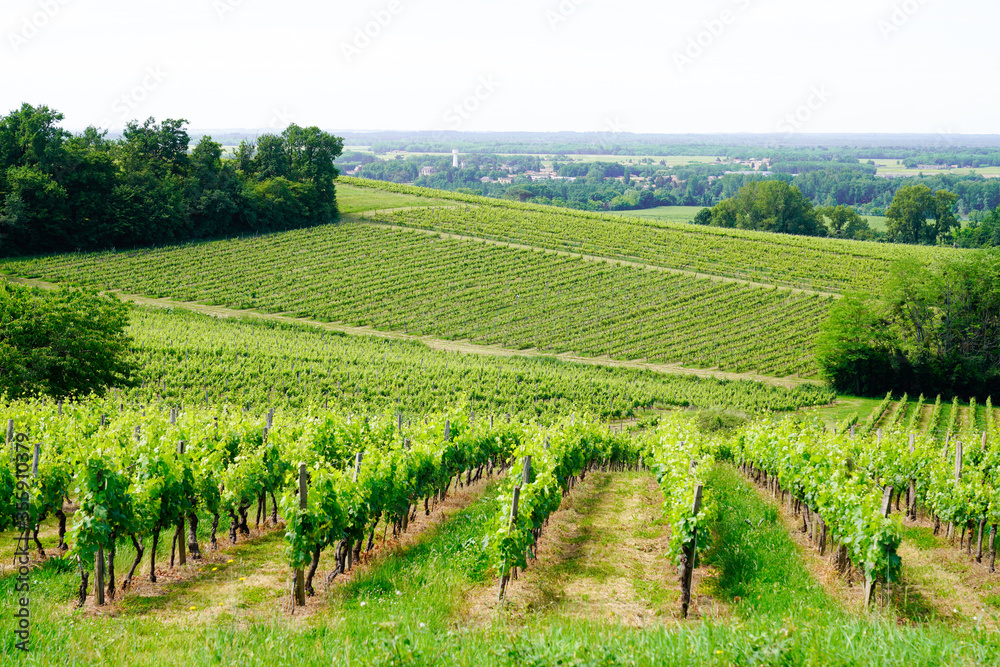 vineyards hill in Saint Emilion village Bordeaux in France