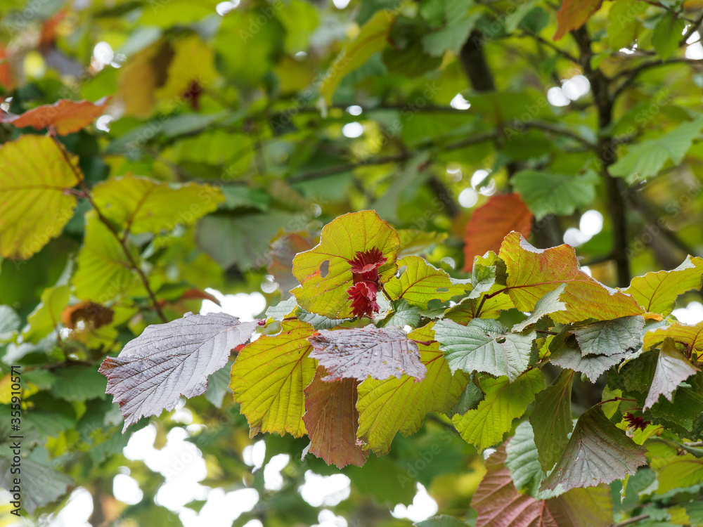 Foto de Corylus avellana, Haselnuss 'Rotblättrige Zellernuss', attrativ