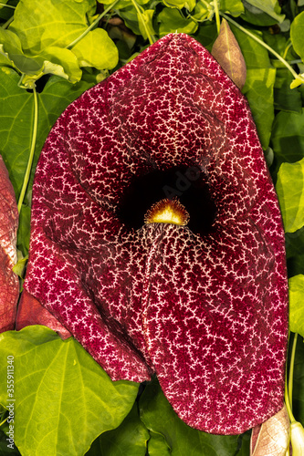 Brazilian Dutchman's Pipe or Giant Pelican Flower (Aristolochia gigantea) photo