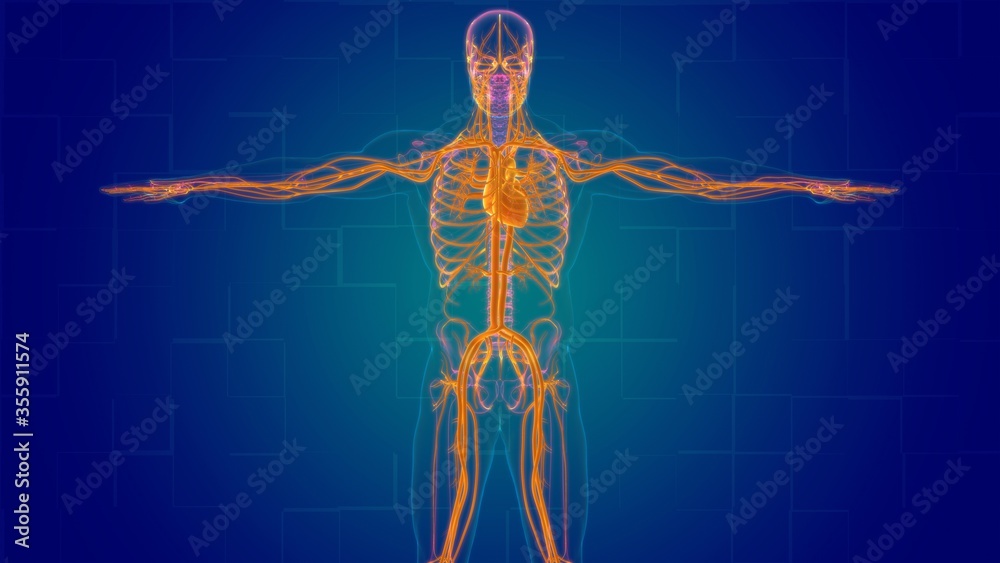 Human Heart With Circulatory System Anatomy For Medical Concept 3D Human Heart With Circulatory System Anatomy For Medical Concept 3D