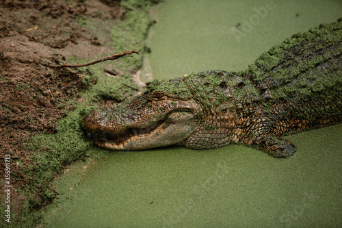 Alligators in swamp