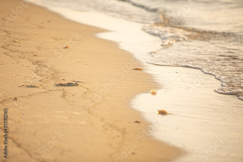 Jellyfish washed up on seashore at sunset