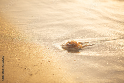 Jellyfish washed up on seashore at sunset