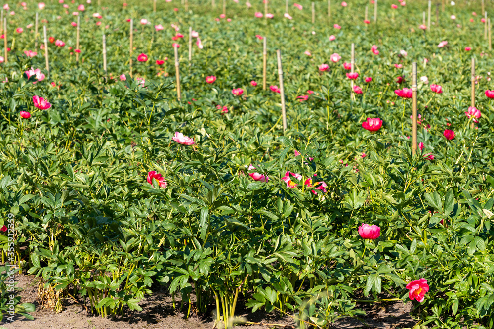 Blossom of pink peony flowers on farm field in Netherlands