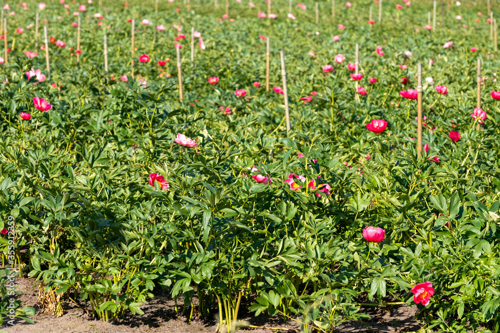Blossom of pink peony flowers on farm field in Netherlands Blossom of pink peony flowers on farm field in Netherlands