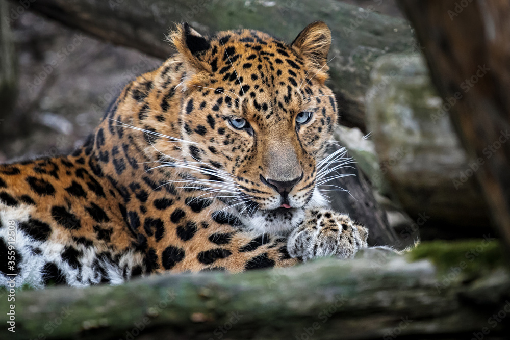 Obraz premium Amur leopard