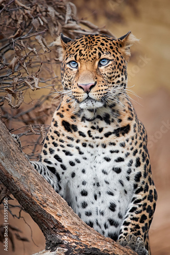 Javan leopard © rebius
