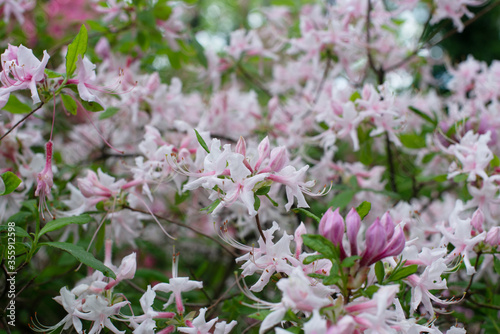 Pink Rhododendron Periclymenoides blooming in a garden photo