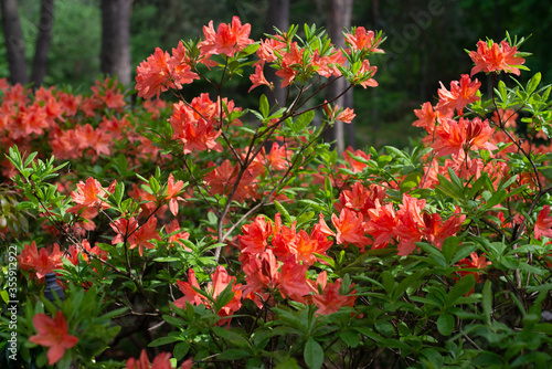 Red Rhododendron Japonicum blooming in a garden
