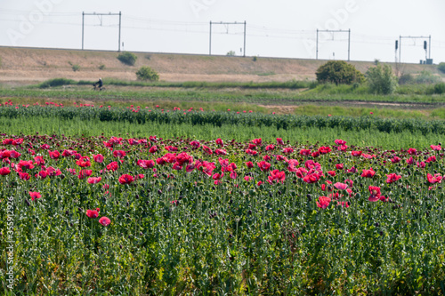 Summer vacation in Zeeland, Netherlands, railways and blossom of garden red poppy flowers, travel background © barmalini