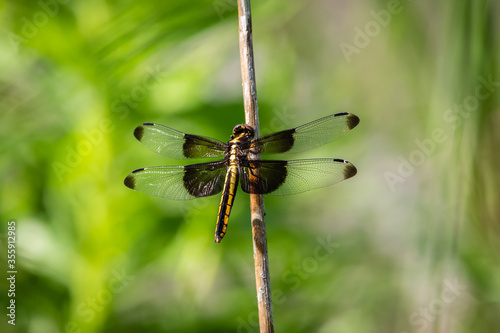 Valokuvatapetti close up of a dragonfly