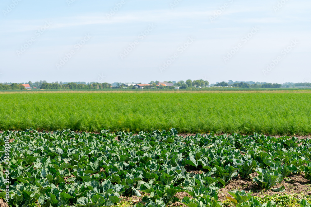 Farm field with growing green broccoli cabbage and florence fennel plants