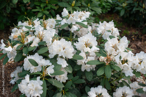 White Rhododendron Schneekrone blooming in a garden blooming in a garden